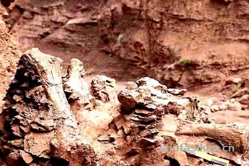 甘肃发现巨型恐龙化石,是什么时期长什么样?
