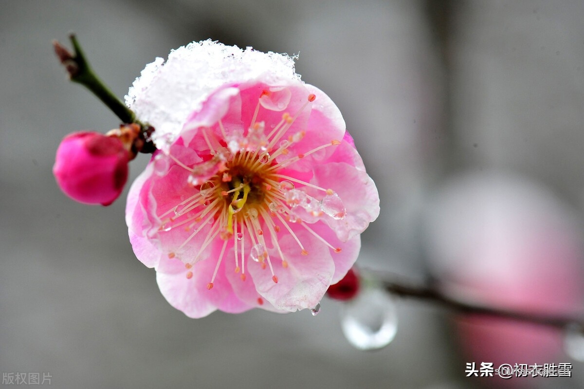 诗词解读:仲冬梅花美诗,梅花知最早,天地此时心-爱读书 诗词解读:仲冬梅花美诗,梅花知最早,天地此时心-爱读书