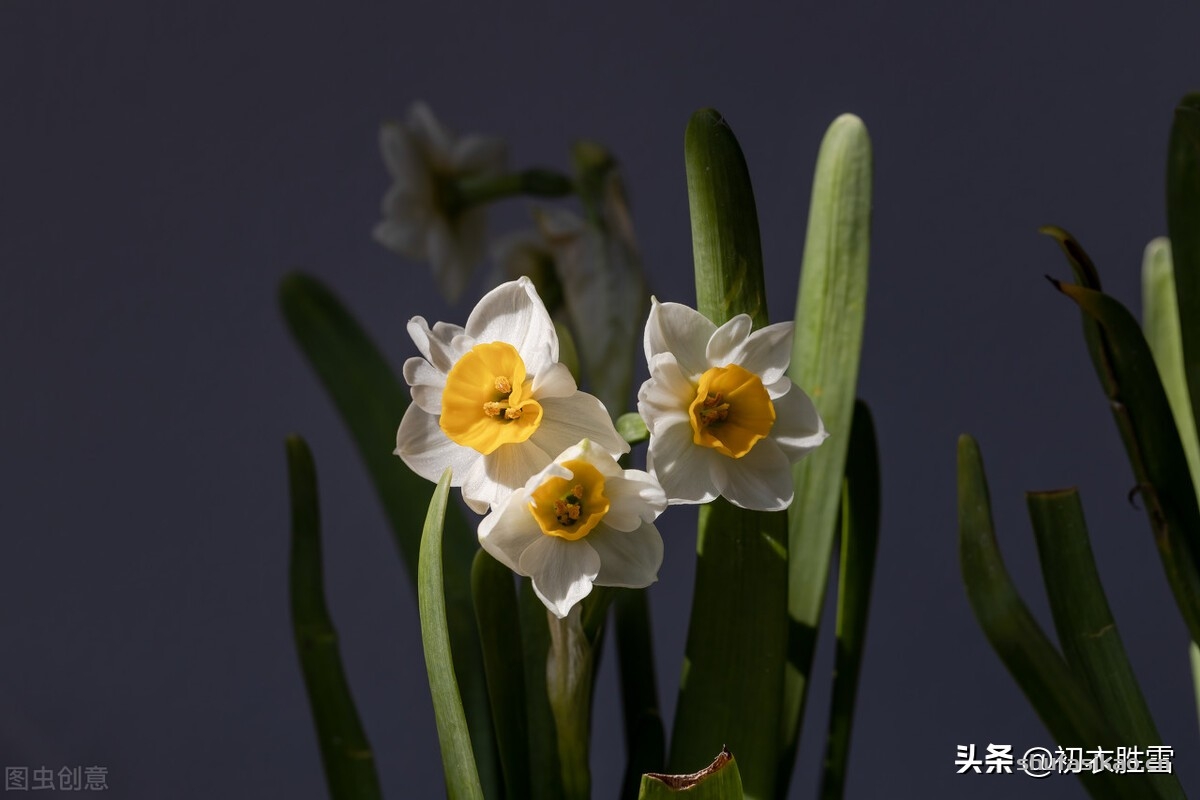 诗词解读:古诗追溯水仙花的历史,在唐朝荆州襄阳就有,且就叫水仙-爱读书 诗词解读:古诗追溯水仙花的历史,在唐朝荆州襄阳就有,且就叫水仙-爱读书