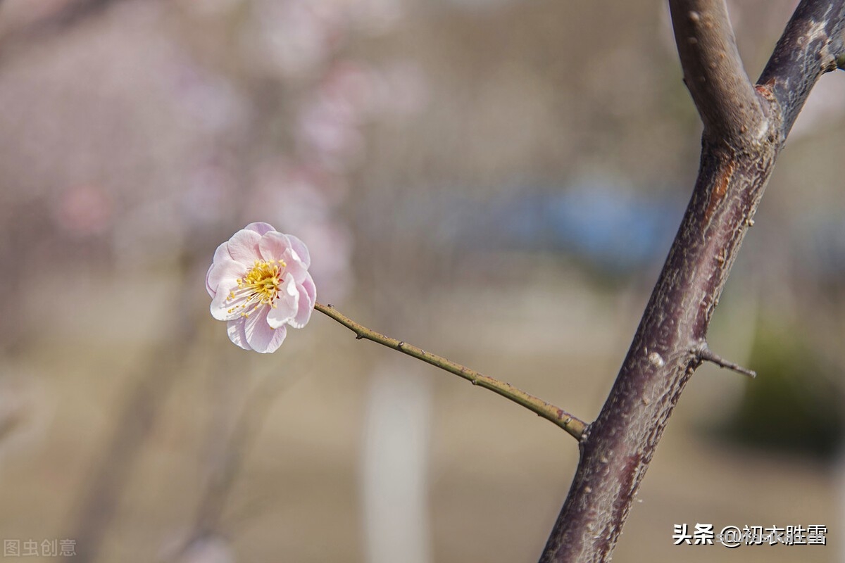 诗词解读:仲冬梅花美诗,梅花知最早,天地此时心-爱读书 诗词解读:仲冬梅花美诗,梅花知最早,天地此时心-爱读书