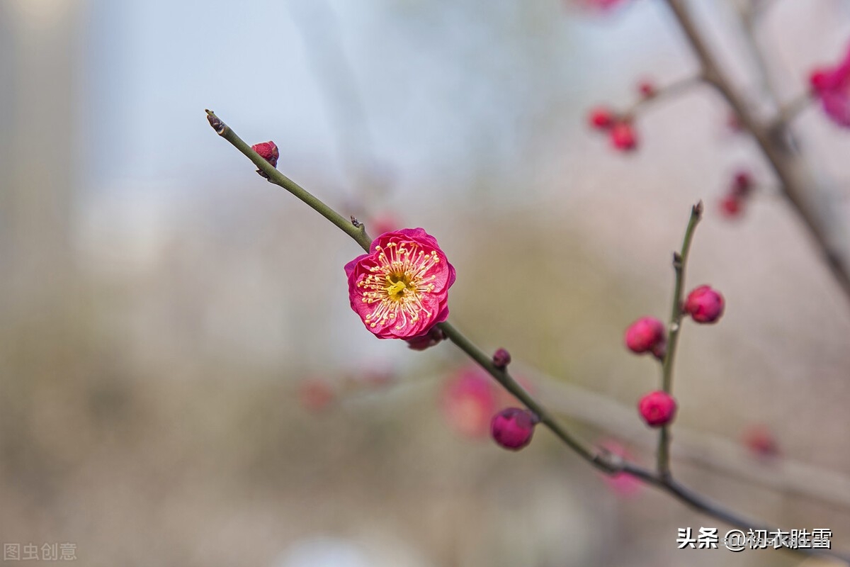 诗词解读:仲冬梅花美诗,梅花知最早,天地此时心-爱读书 诗词解读:仲冬梅花美诗,梅花知最早,天地此时心-爱读书