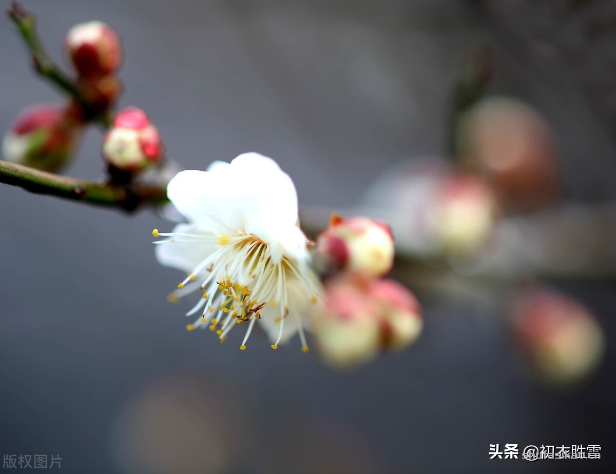 诗词解读:冬至明丽欢快诗词七首,正当爱日欲迎长,坐看红日上修廊-爱读书 诗词解读:冬至明丽欢快诗词七首,正当爱日欲迎长,坐看红日上修廊-爱读书