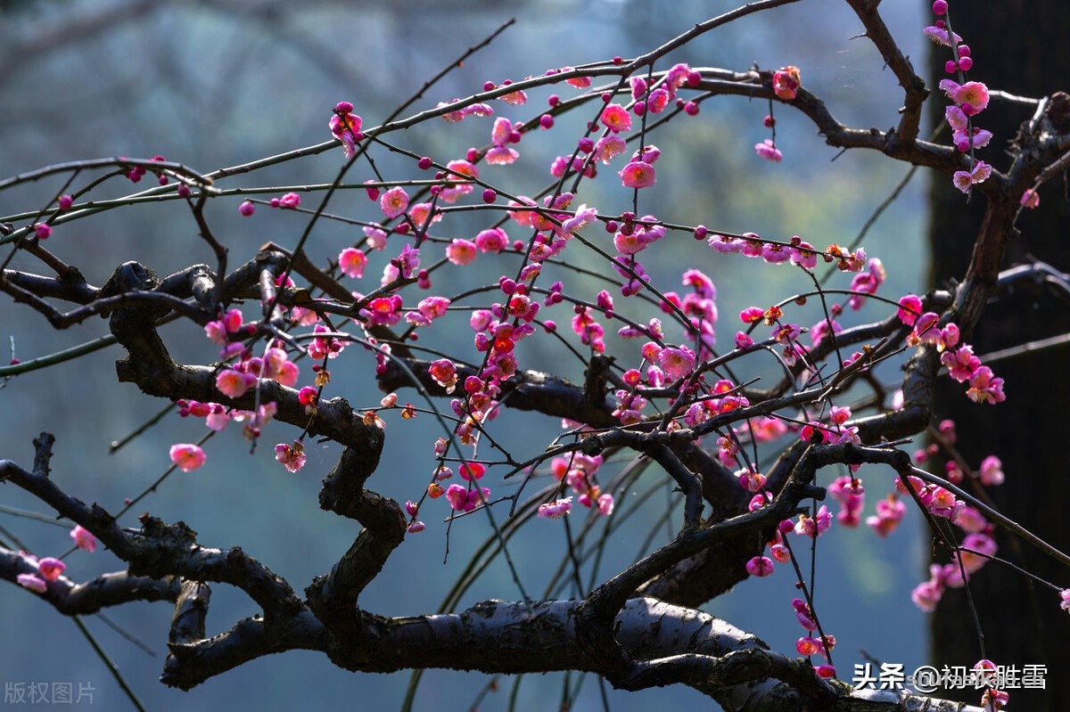 诗词解读:仲冬梅花美诗,梅花知最早,天地此时心-爱读书 诗词解读:仲冬梅花美诗,梅花知最早,天地此时心-爱读书