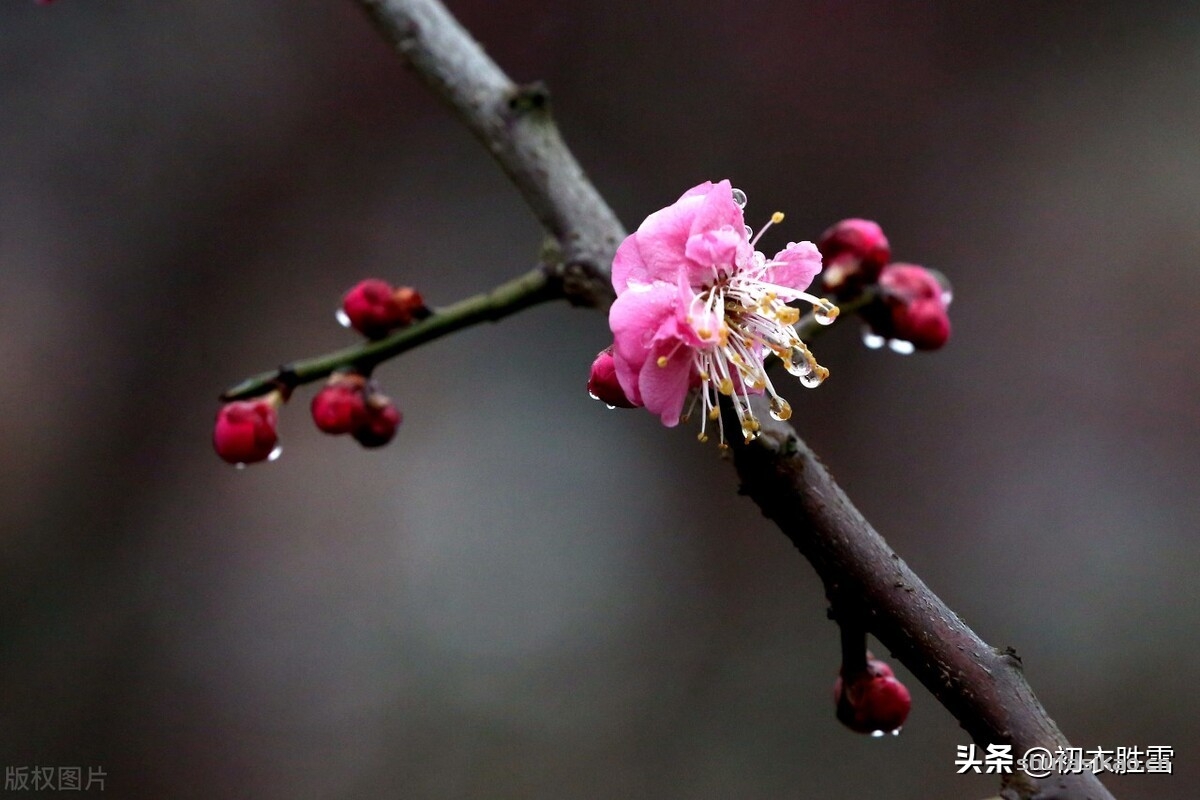 诗词解读:温柔冬雨五首,重阴润九野,小雨纷微微,枯木逢沾湿,欣欣欲向荣-爱读书 诗词解读:温柔冬雨五首,重阴润九野,小雨纷微微,枯木逢沾湿,欣欣欲向荣-爱读书