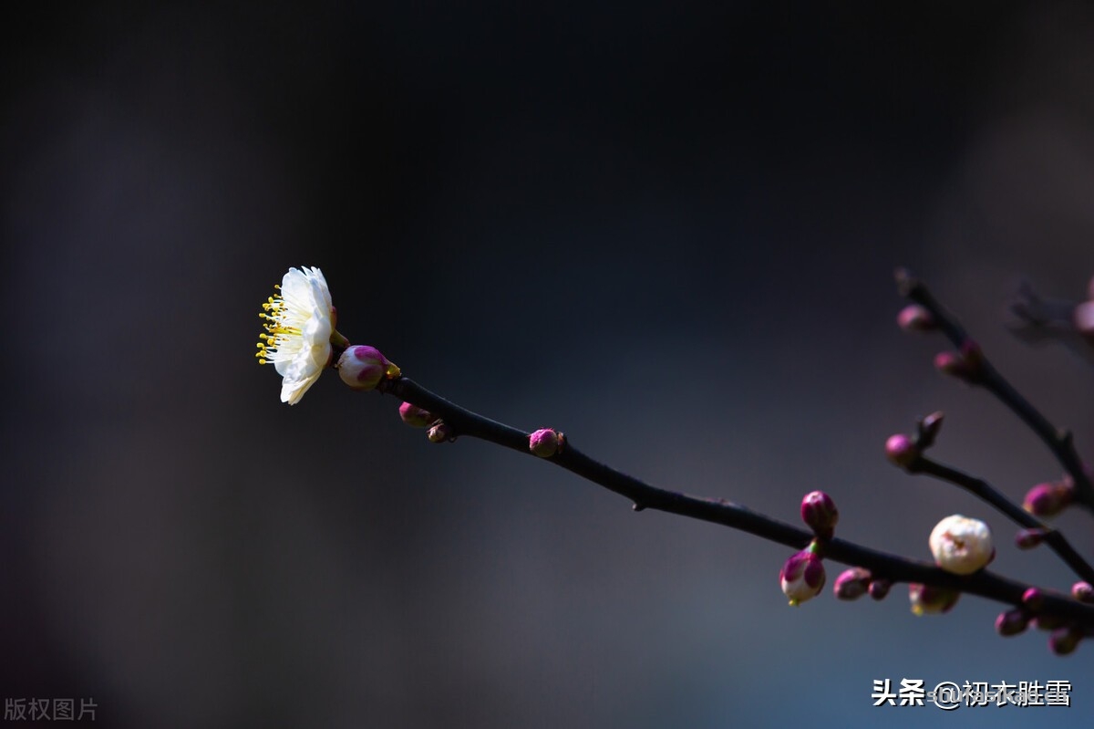诗词解读:仲冬梅花美诗,梅花知最早,天地此时心-爱读书 诗词解读:仲冬梅花美诗,梅花知最早,天地此时心-爱读书