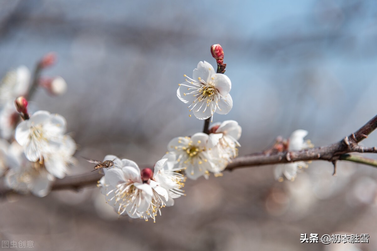 诗词解读：如雪江梅五首，雪树元同色，江风亦自波-爱读书