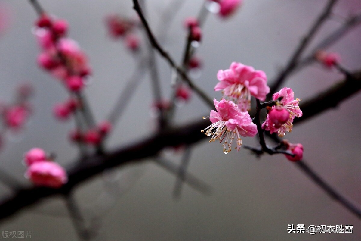 诗词解读:温柔冬雨五首,重阴润九野,小雨纷微微,枯木逢沾湿,欣欣欲向荣-爱读书 诗词解读:温柔冬雨五首,重阴润九野,小雨纷微微,枯木逢沾湿,欣欣欲向荣-爱读书