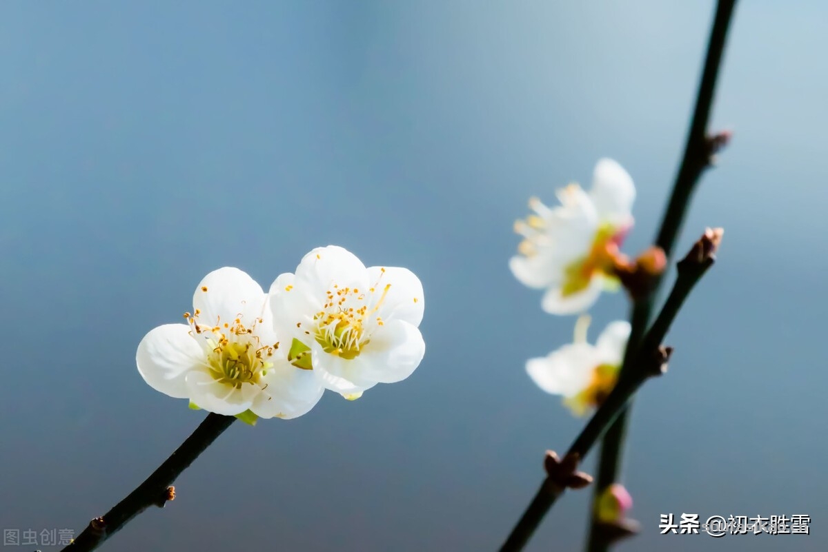 诗词解读：如雪江梅五首，雪树元同色，江风亦自波-爱读书