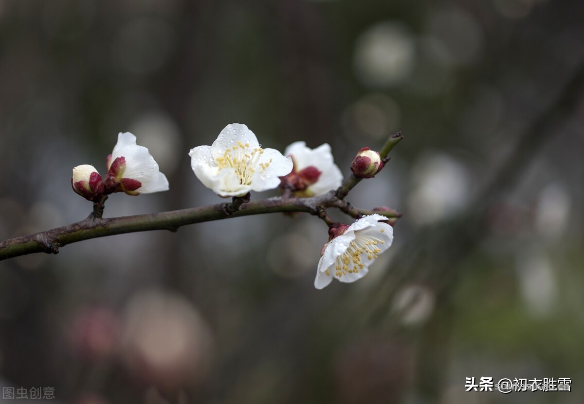 诗词解读:崔道融梅花三首,朔风如解意,容易莫摧残,是朔风不是逆风-爱读书 诗词解读:崔道融梅花三首,朔风如解意,容易莫摧残,是朔风不是逆风-爱读书
