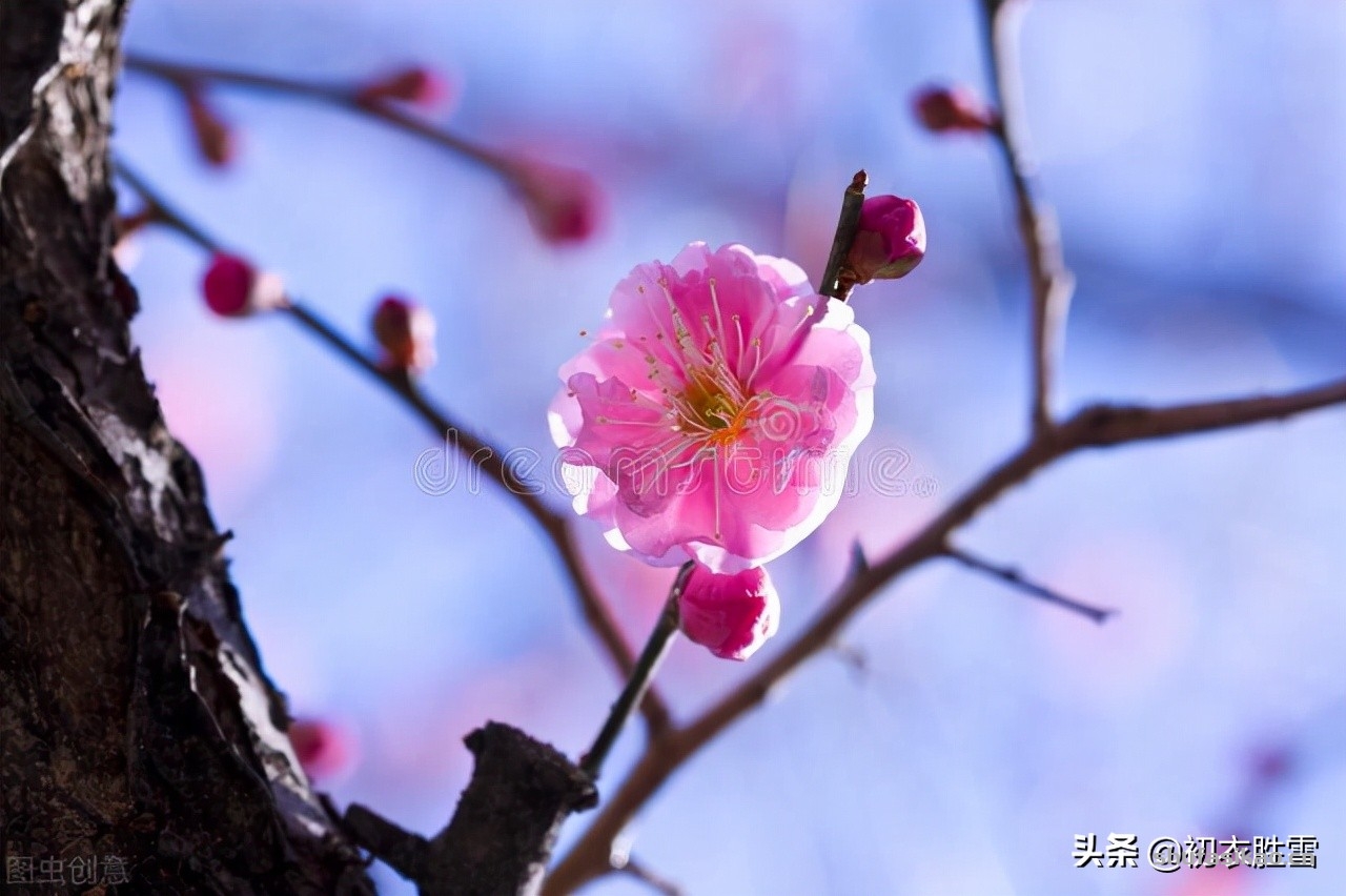 诗词解读:仲冬梅花美诗,梅花知最早,天地此时心-爱读书 诗词解读:仲冬梅花美诗,梅花知最早,天地此时心-爱读书