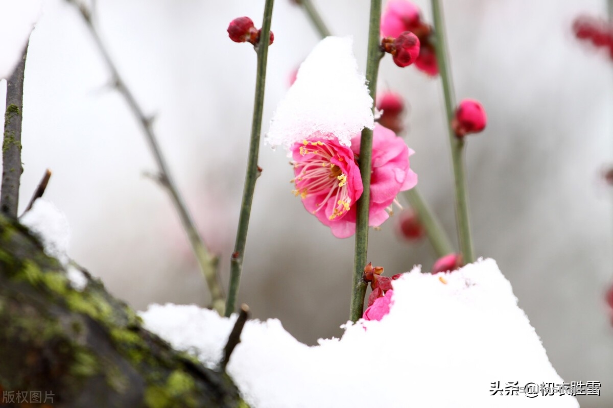 诗词解读:仲冬梅花美诗,梅花知最早,天地此时心-爱读书 诗词解读:仲冬梅花美诗,梅花知最早,天地此时心-爱读书
