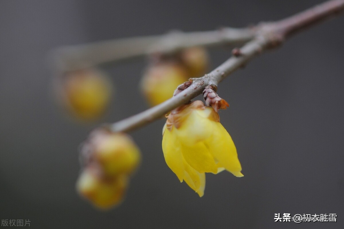 诗词解读:腊梅黄梅六首:江上清香隔水闻,黄梅花渍酒卮香-爱读书 诗词解读:腊梅黄梅六首:江上清香隔水闻,黄梅花渍酒卮香-爱读书