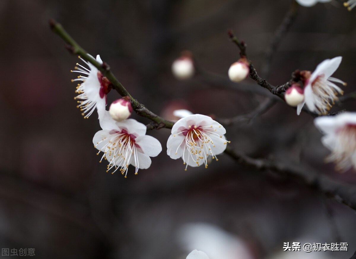 诗词解读：黄景仁清奇梅花诗词五首赏读：一树野梅香送，水寒花骨痛-爱读书