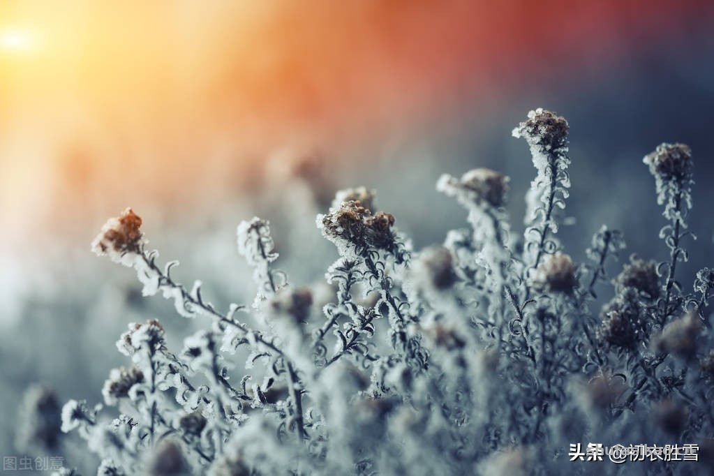 诗词解读:诗僧函可残菊四首:一枝残菊夕阳西-爱读书 诗词解读:诗僧函可残菊四首:一枝残菊夕阳西-爱读书