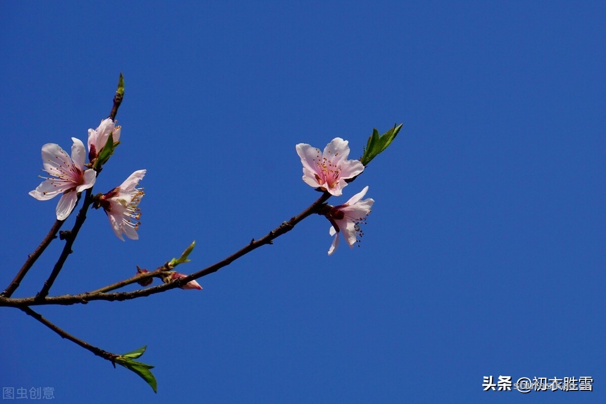 诗词解读：冬月花开七首，欣赏诗词里，那些在仲冬依然开放的花朵-爱读书