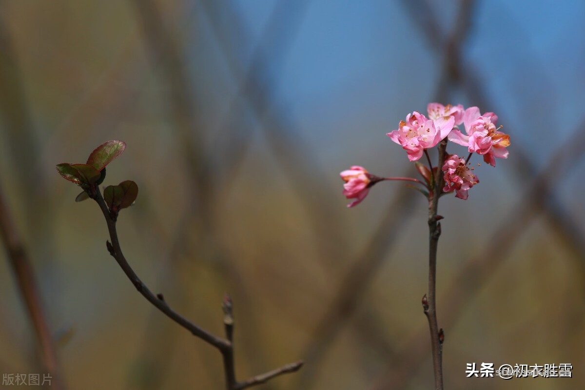 诗词解读：冬日海棠古诗六首：谁知寒雨里，也作小春花-爱读书