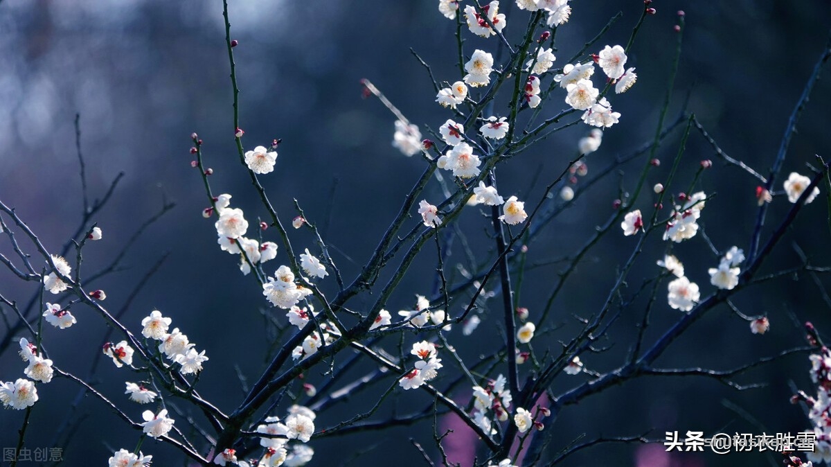 诗词解读：黄景仁清奇梅花诗词五首赏读：一树野梅香送，水寒花骨痛-爱读书