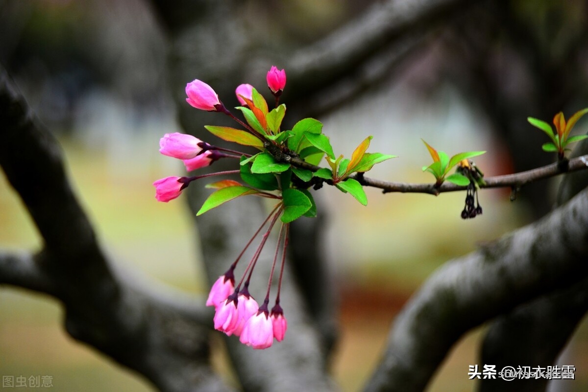 诗词解读：冬日海棠古诗六首：谁知寒雨里，也作小春花-爱读书