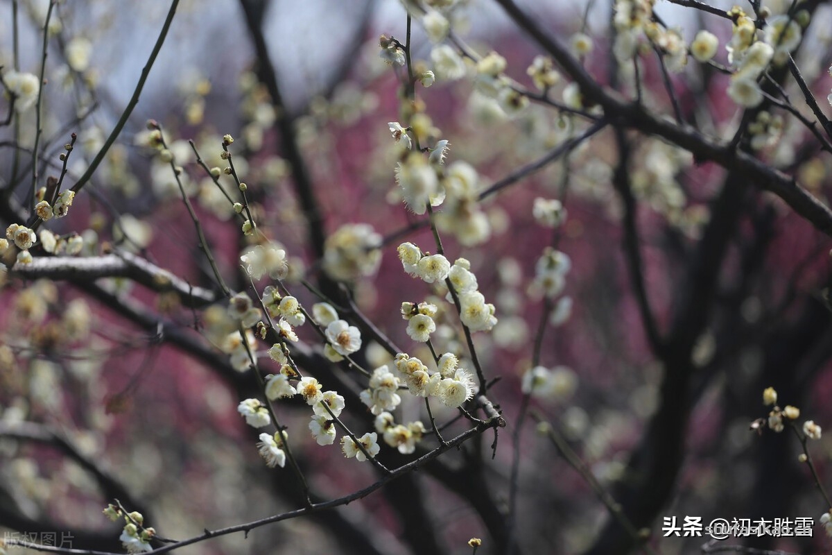 诗词解读:冬日相思六首,相思若烟草,历乱无冬春,新开一瓶酒,那得不相思-爱读书 诗词解读:冬日相思六首,相思若烟草,历乱无冬春,新开一瓶酒,那得不相思-爱读书