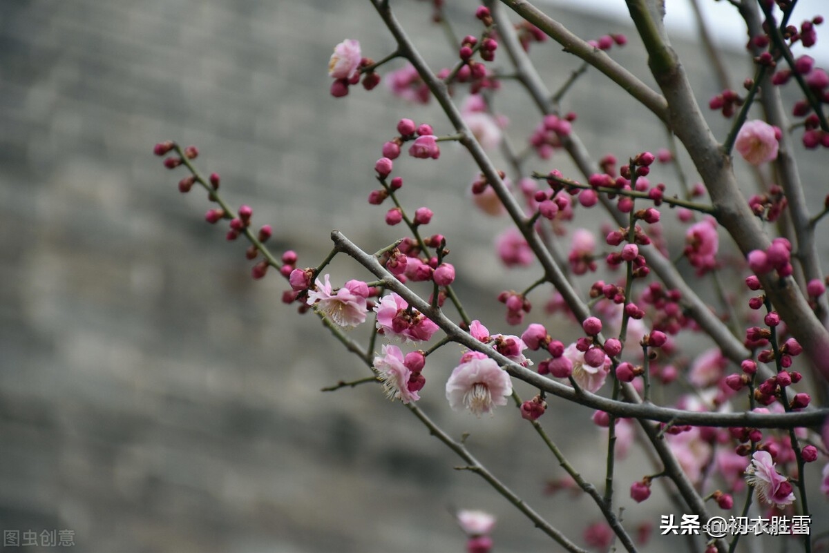 诗词解读：冬夜好诗四首：纸窗铺月白溶溶，好诗都在杳冥中-爱读书