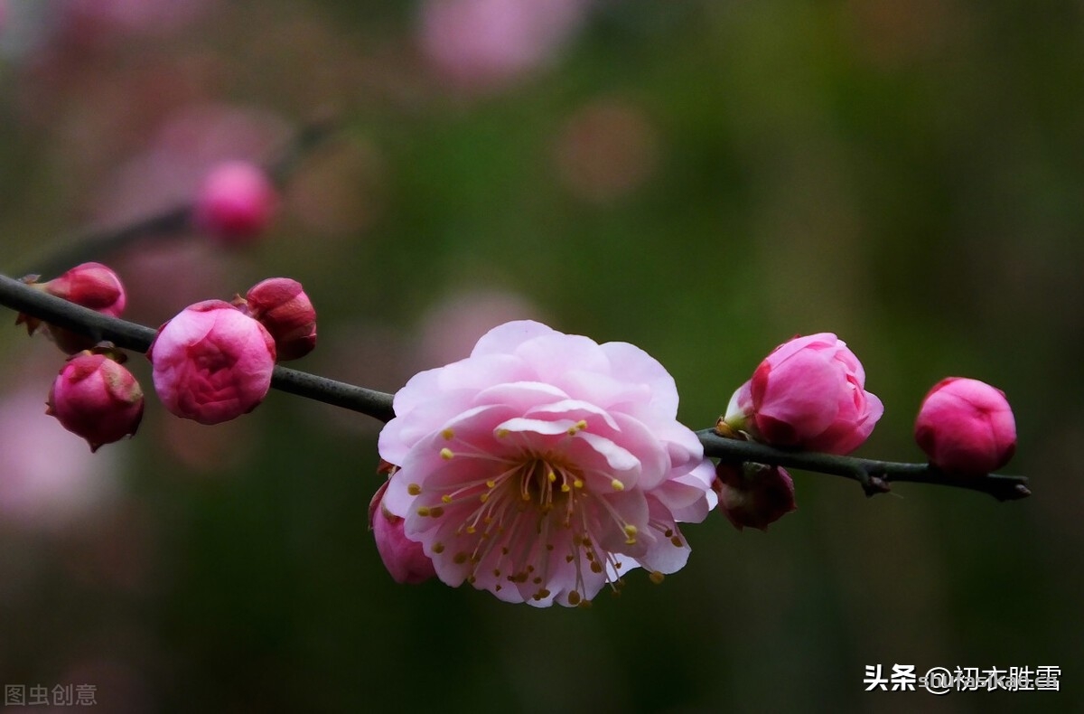 诗词解读:红梅八首赏读,江县红梅已放春,却恨红梅未有诗-爱读书 诗词解读:红梅八首赏读,江县红梅已放春,却恨红梅未有诗-爱读书
