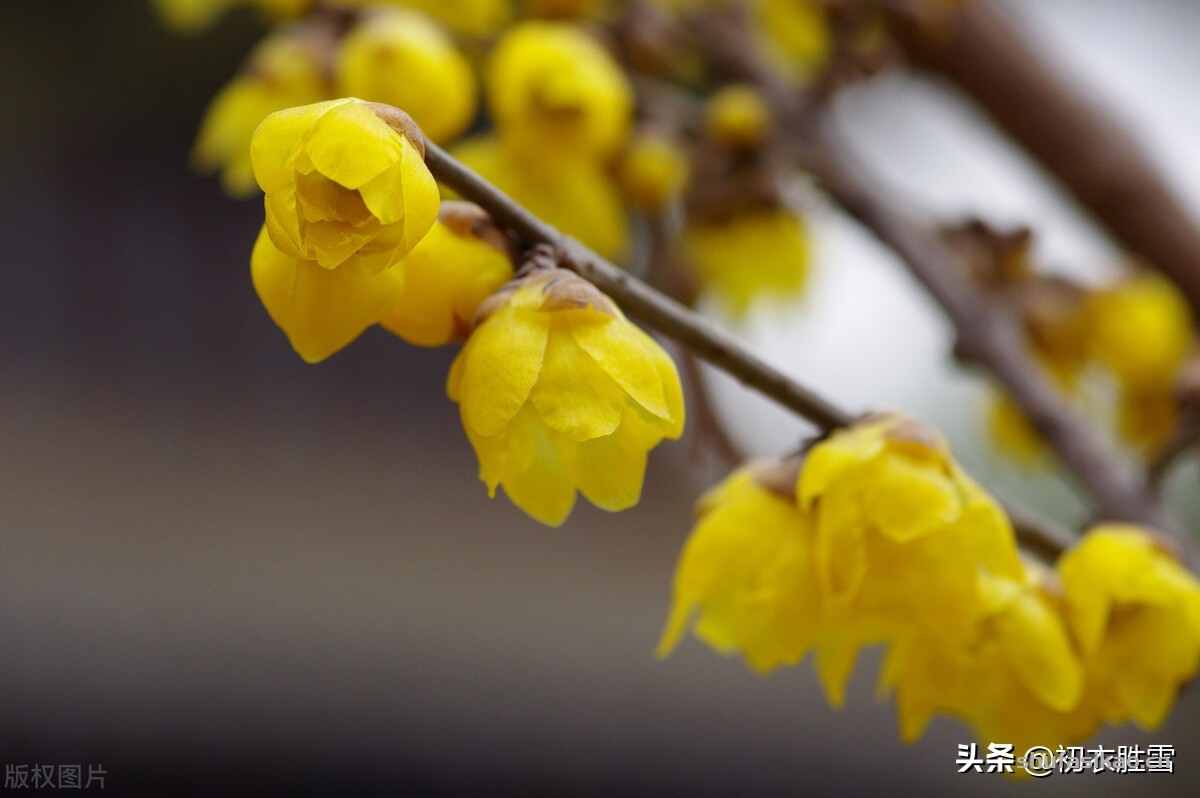 诗词解读:腊梅黄梅六首:江上清香隔水闻,黄梅花渍酒卮香-爱读书 诗词解读:腊梅黄梅六首:江上清香隔水闻,黄梅花渍酒卮香-爱读书