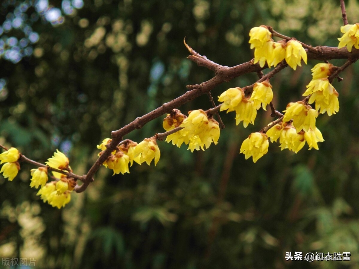 诗词解读:腊梅黄梅六首:江上清香隔水闻,黄梅花渍酒卮香-爱读书 诗词解读:腊梅黄梅六首:江上清香隔水闻,黄梅花渍酒卮香-爱读书