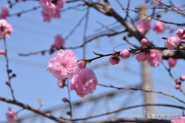 诗词解读：大雪节气古诗六首赏读：此间大雪节，花放小桃枝-爱读书