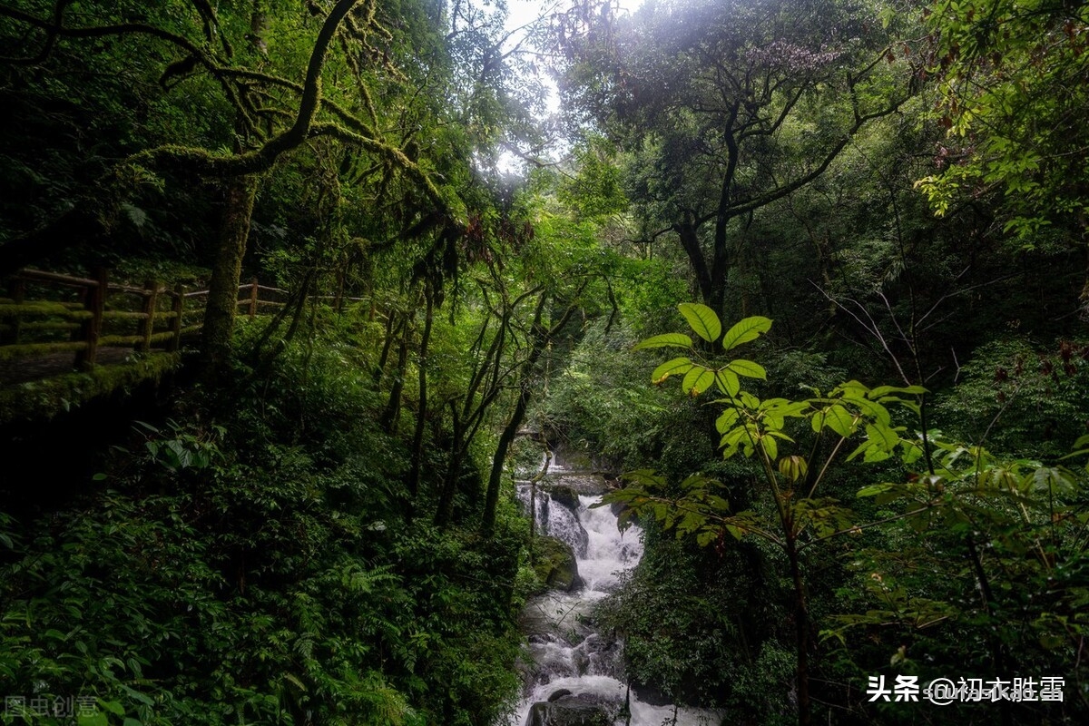 诗词解读:哀牢山古诗五首:哀牢山头老松几万本,松花松叶落地如铺毡-爱读书 诗词解读:哀牢山古诗五首:哀牢山头老松几万本,松花松叶落地如铺毡-爱读书