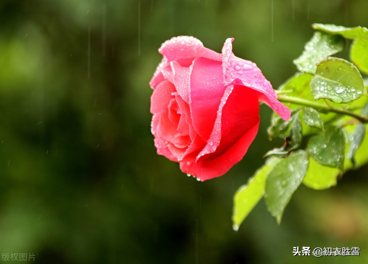 诗词解读:冬天月季诗词六首,丈席人来刚立雪,对花一似坐春风-爱读书 诗词解读:冬天月季诗词六首,丈席人来刚立雪,对花一似坐春风-爱读书