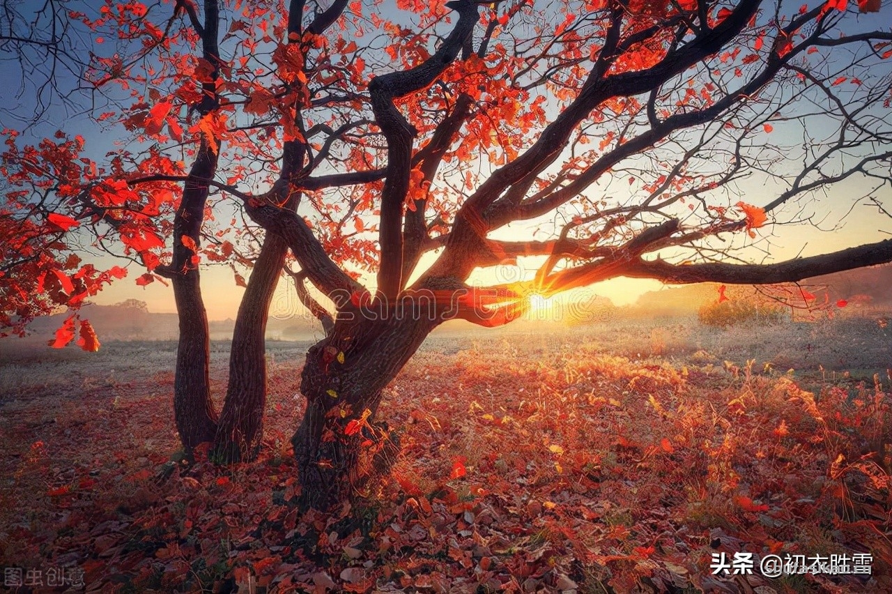 诗词解读：早冬红树美诗六首赏读：一山红树寺边多，满川红树夕阳斜-爱读书