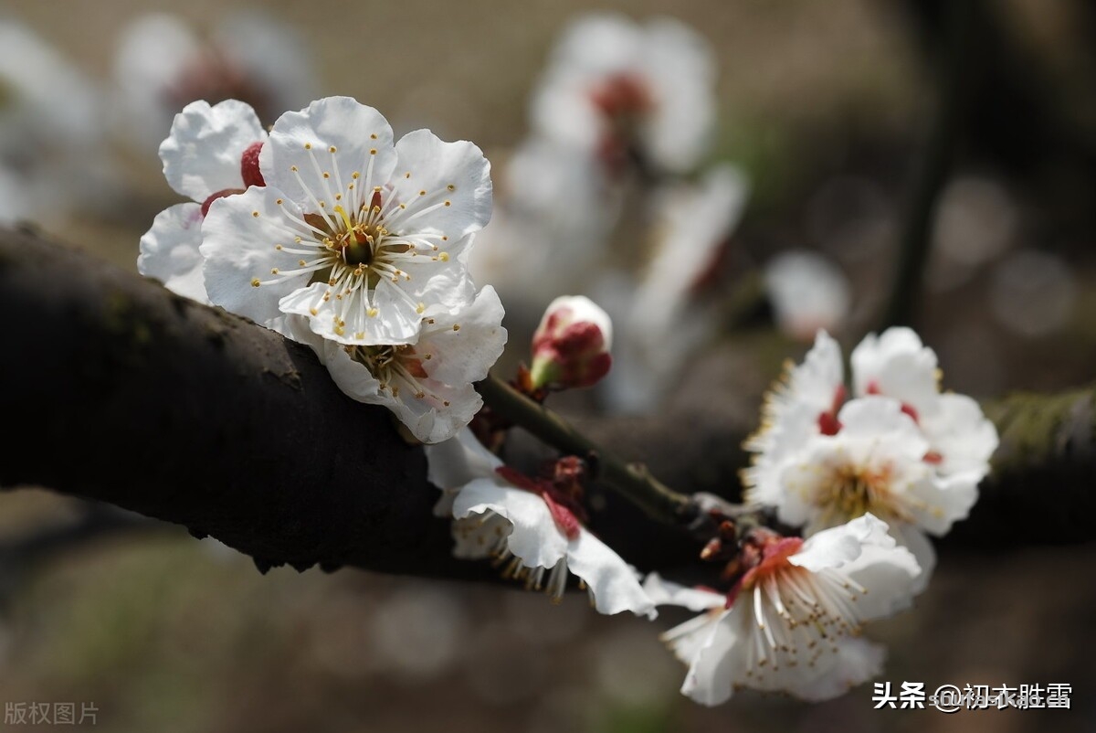 诗词解读:崔道融梅花三首,朔风如解意,容易莫摧残,是朔风不是逆风-爱读书 诗词解读:崔道融梅花三首,朔风如解意,容易莫摧残,是朔风不是逆风-爱读书