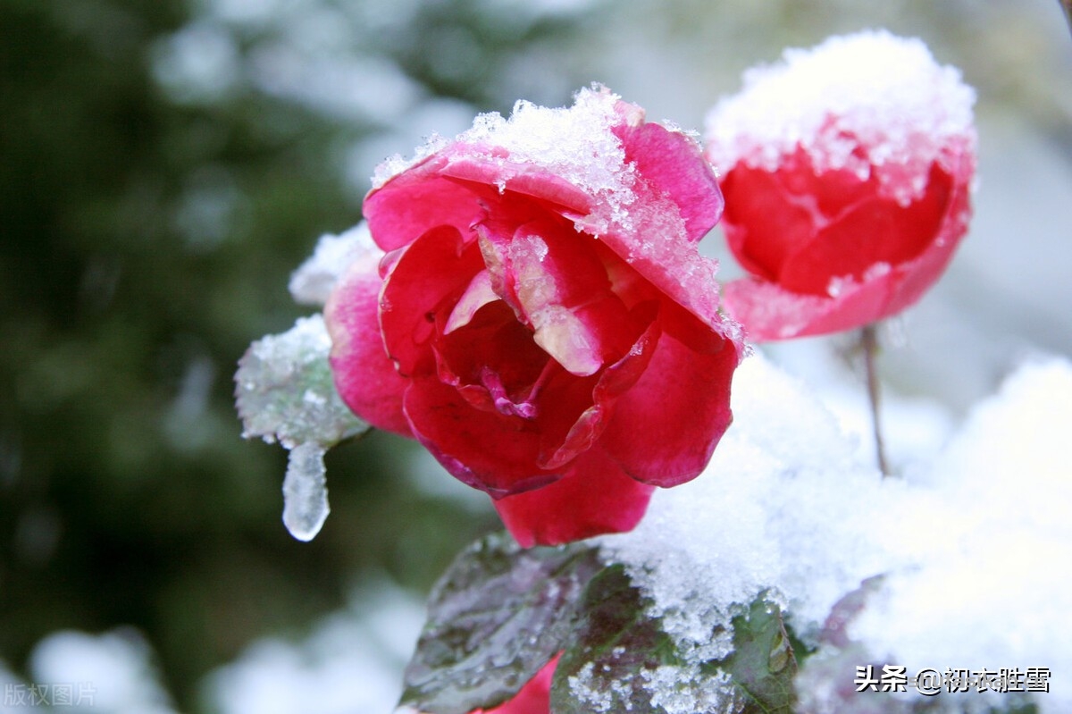 诗词解读:冬天月季诗词六首,丈席人来刚立雪,对花一似坐春风-爱读书 诗词解读:冬天月季诗词六首,丈席人来刚立雪,对花一似坐春风-爱读书