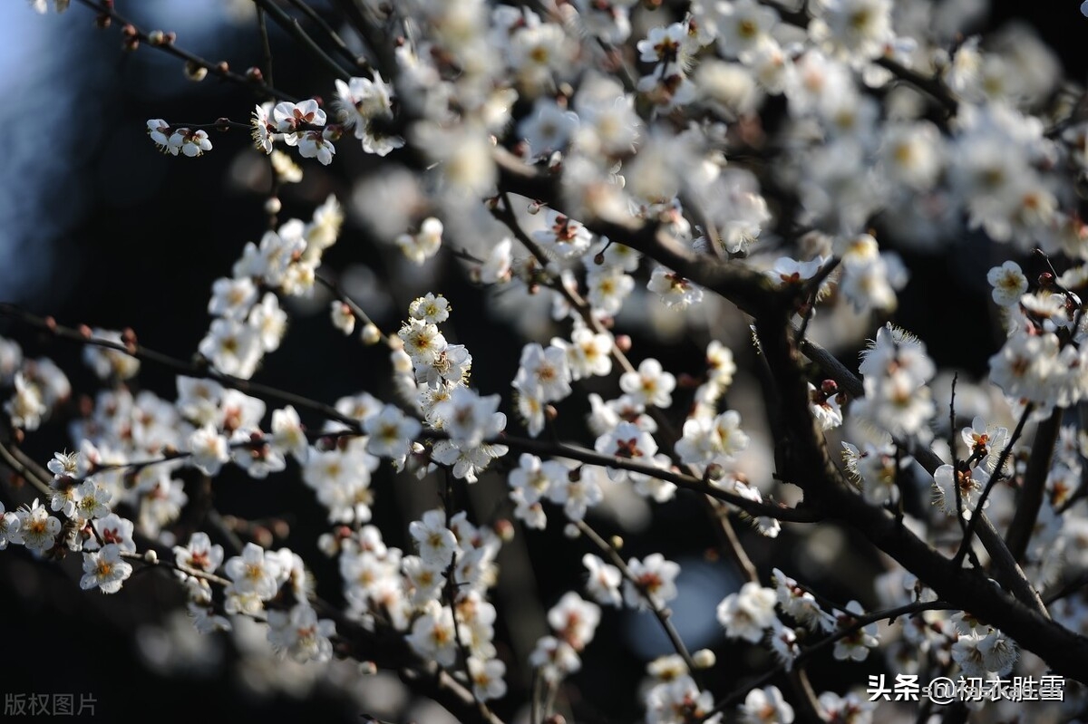 诗词解读：黄景仁清奇梅花诗词五首赏读：一树野梅香送，水寒花骨痛-爱读书