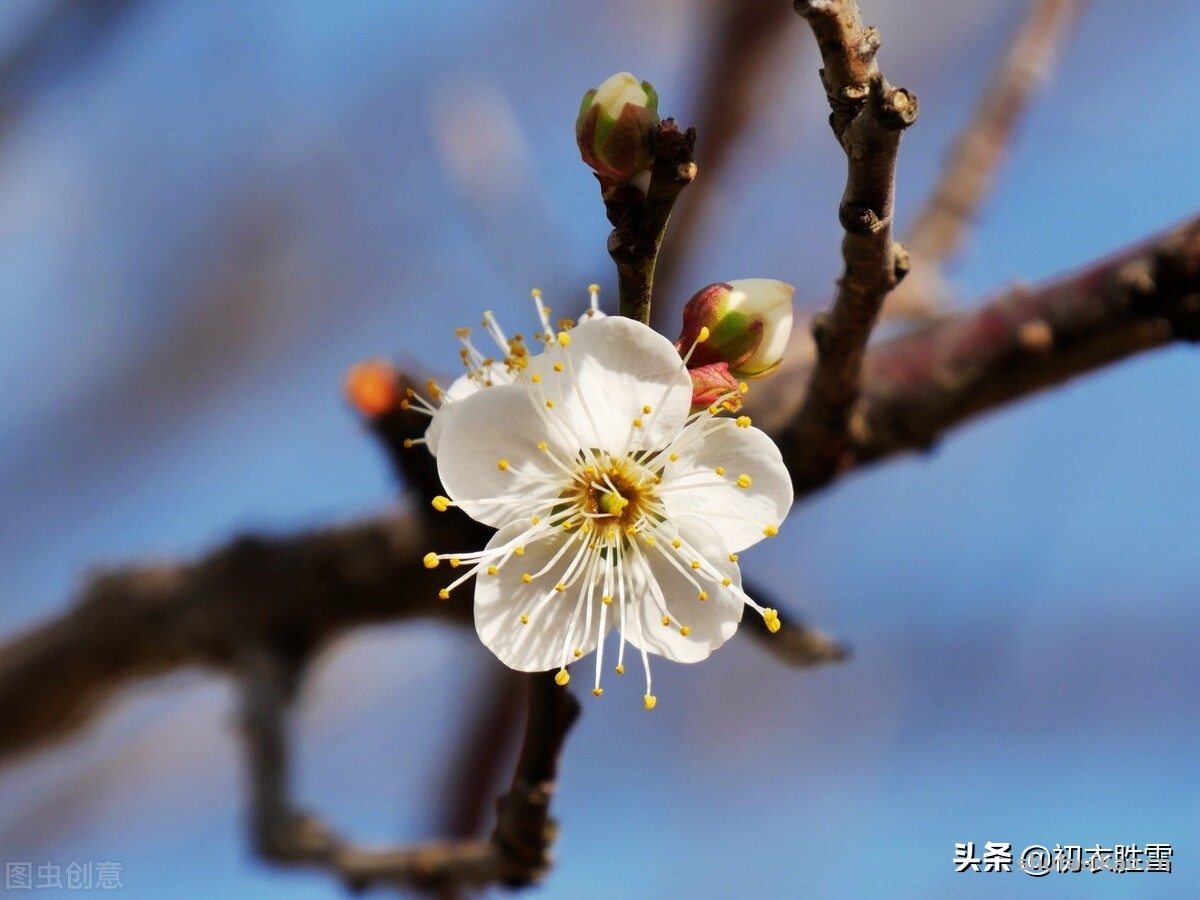 诗词解读：黄景仁清奇梅花诗词五首赏读：一树野梅香送，水寒花骨痛-爱读书