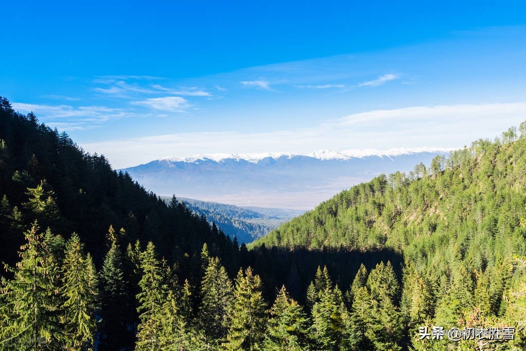 诗词解读:哀牢山古诗五首:哀牢山头老松几万本,松花松叶落地如铺毡-爱读书 诗词解读:哀牢山古诗五首:哀牢山头老松几万本,松花松叶落地如铺毡-爱读书