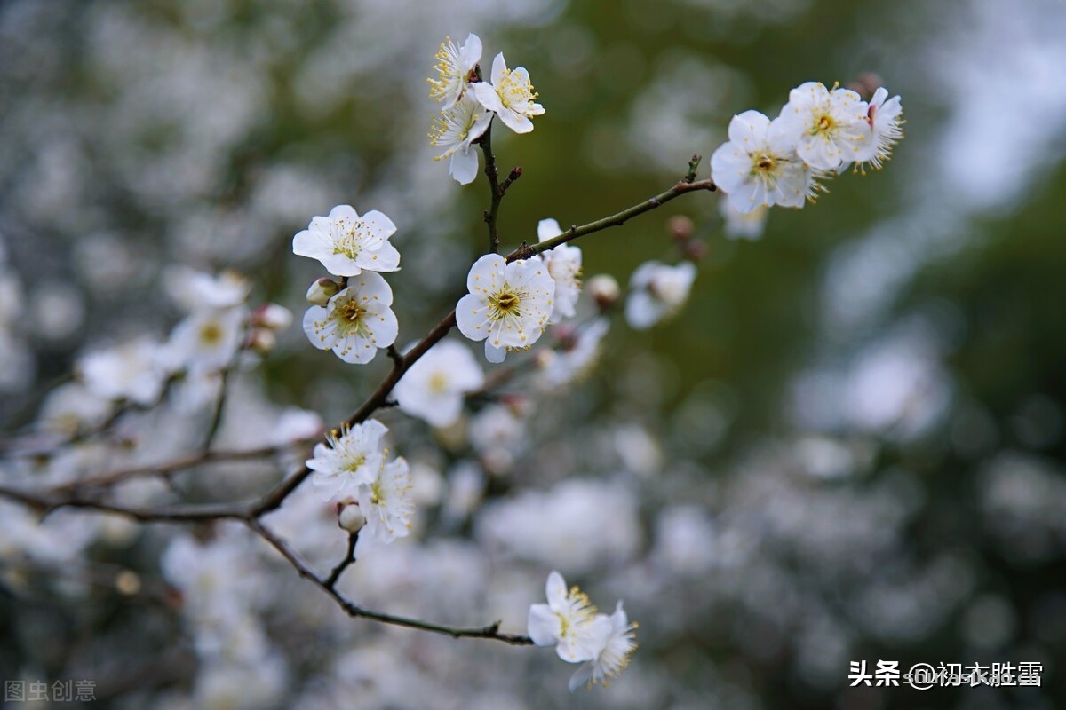诗词解读:雪意古诗六首:弹罢蕊珠香满座,天花几个落瑶琴-爱读书 诗词解读:雪意古诗六首:弹罢蕊珠香满座,天花几个落瑶琴-爱读书