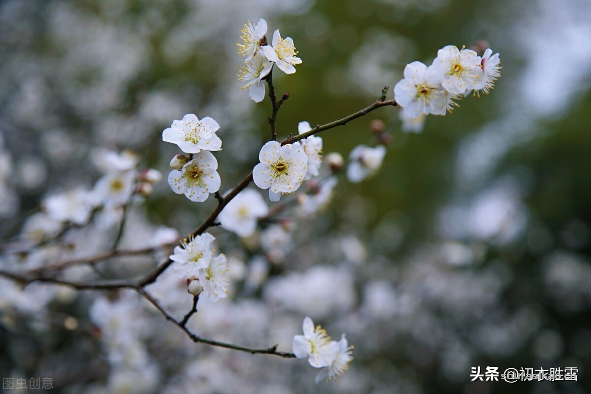 诗词解读：雪意古诗六首：弹罢蕊珠香满座，天花几个落瑶琴-爱读书