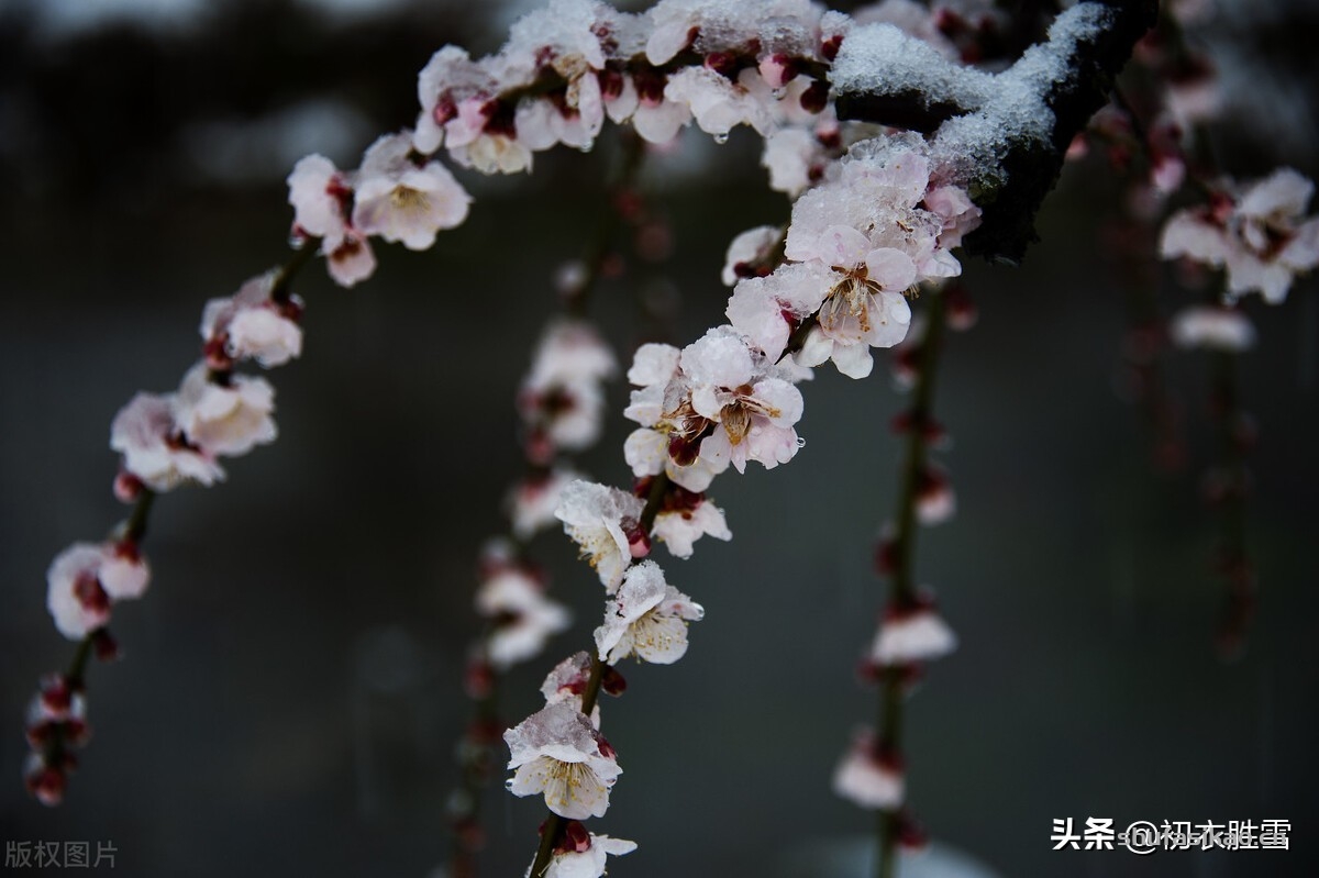 诗词解读:李商隐的《莫愁》,雪中梅下与谁期,莫愁还自有愁时-爱读书 诗词解读:李商隐的《莫愁》,雪中梅下与谁期,莫愁还自有愁时-爱读书