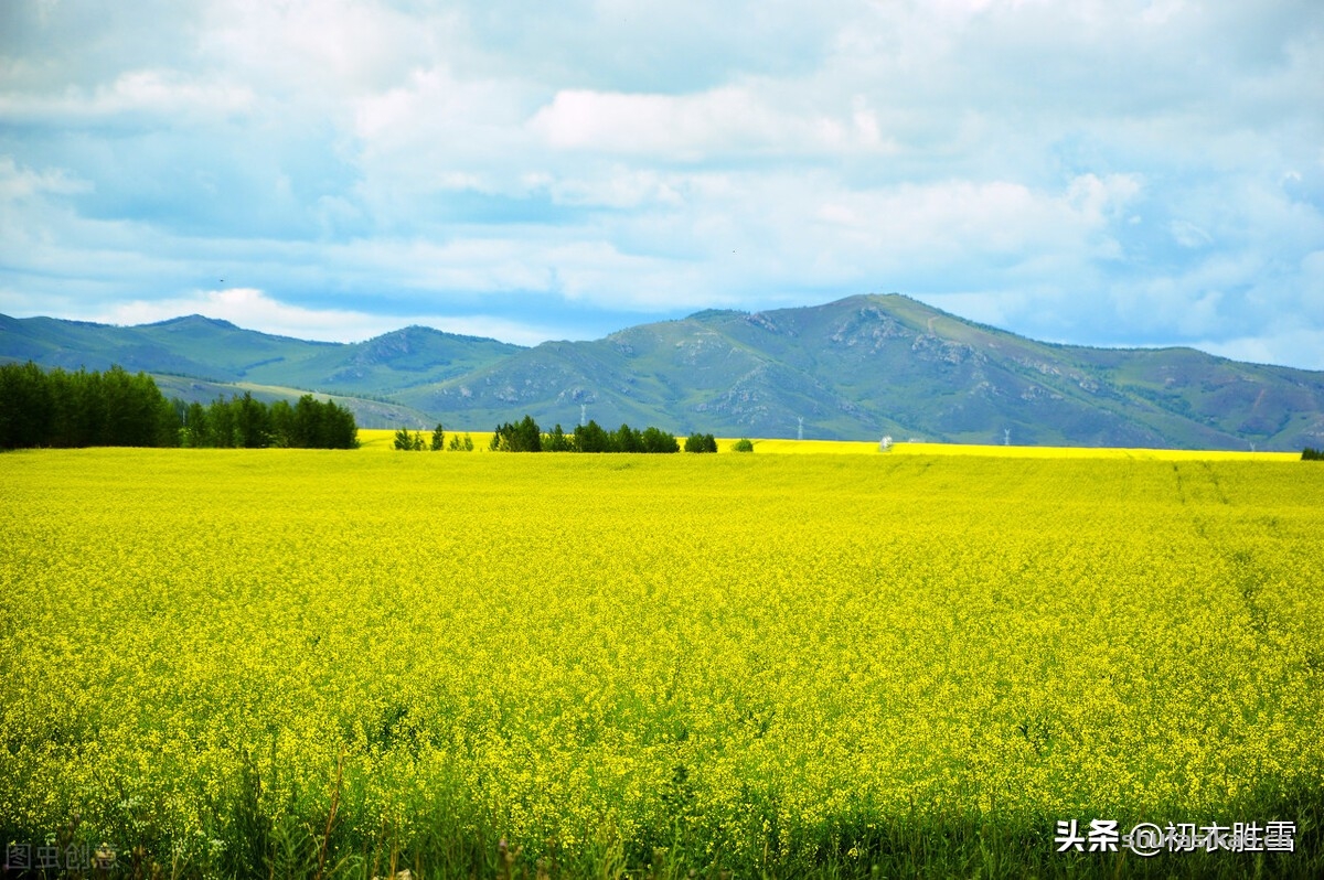 诗词解读：冬月花开七首，欣赏诗词里，那些在仲冬依然开放的花朵-爱读书