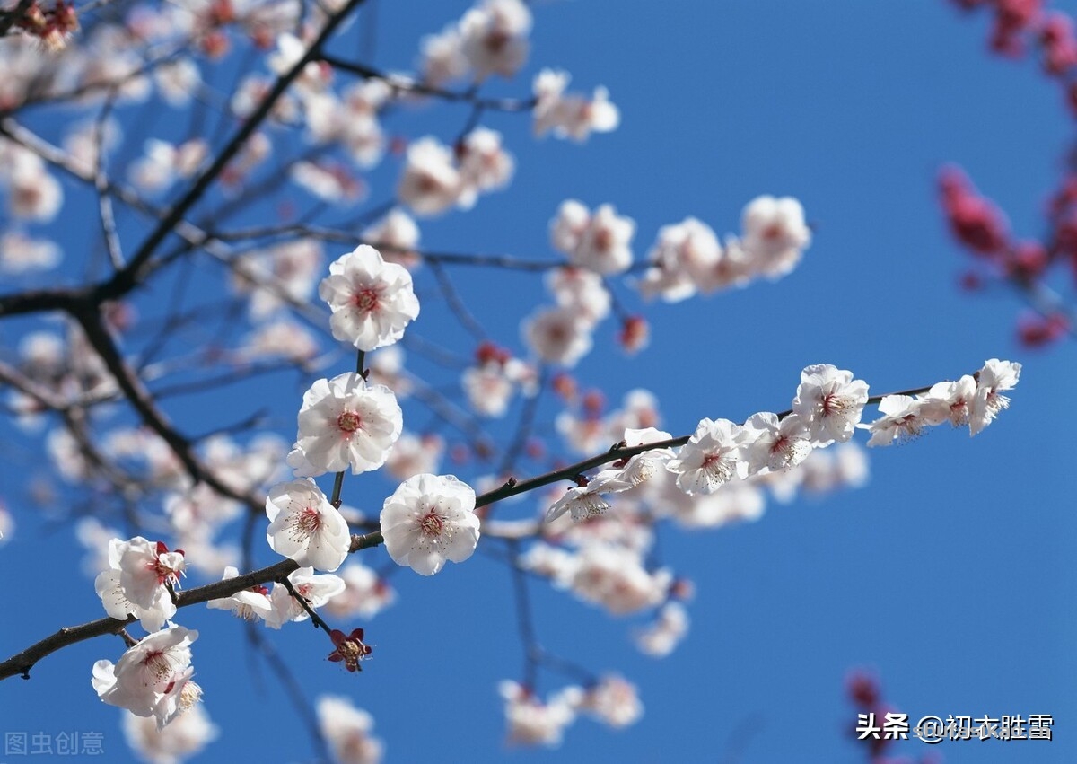 诗词解读：诗经五首梅花诗，表示古代的梅花，曾经俏皮开放在北方-爱读书