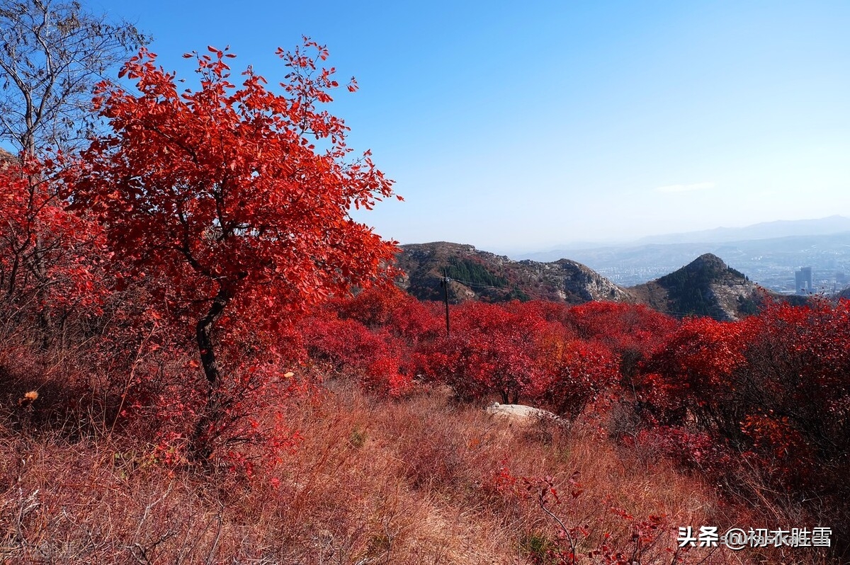 诗词解读：早冬红叶诗词七首，林疏晓日明红叶，红叶成林当落花-爱读书