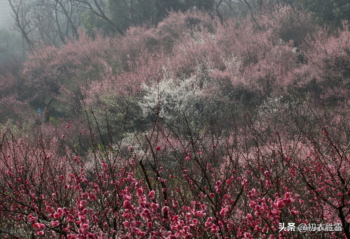 诗词解读：诗经五首梅花诗，表示古代的梅花，曾经俏皮开放在北方-爱读书