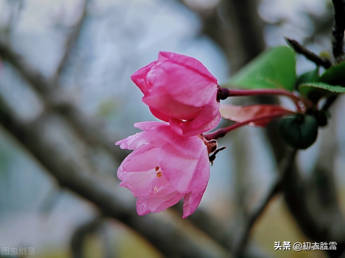 诗词解读:冬日海棠古诗六首:谁知寒雨里,也作小春花-爱读书 诗词解读:冬日海棠古诗六首:谁知寒雨里,也作小春花-爱读书