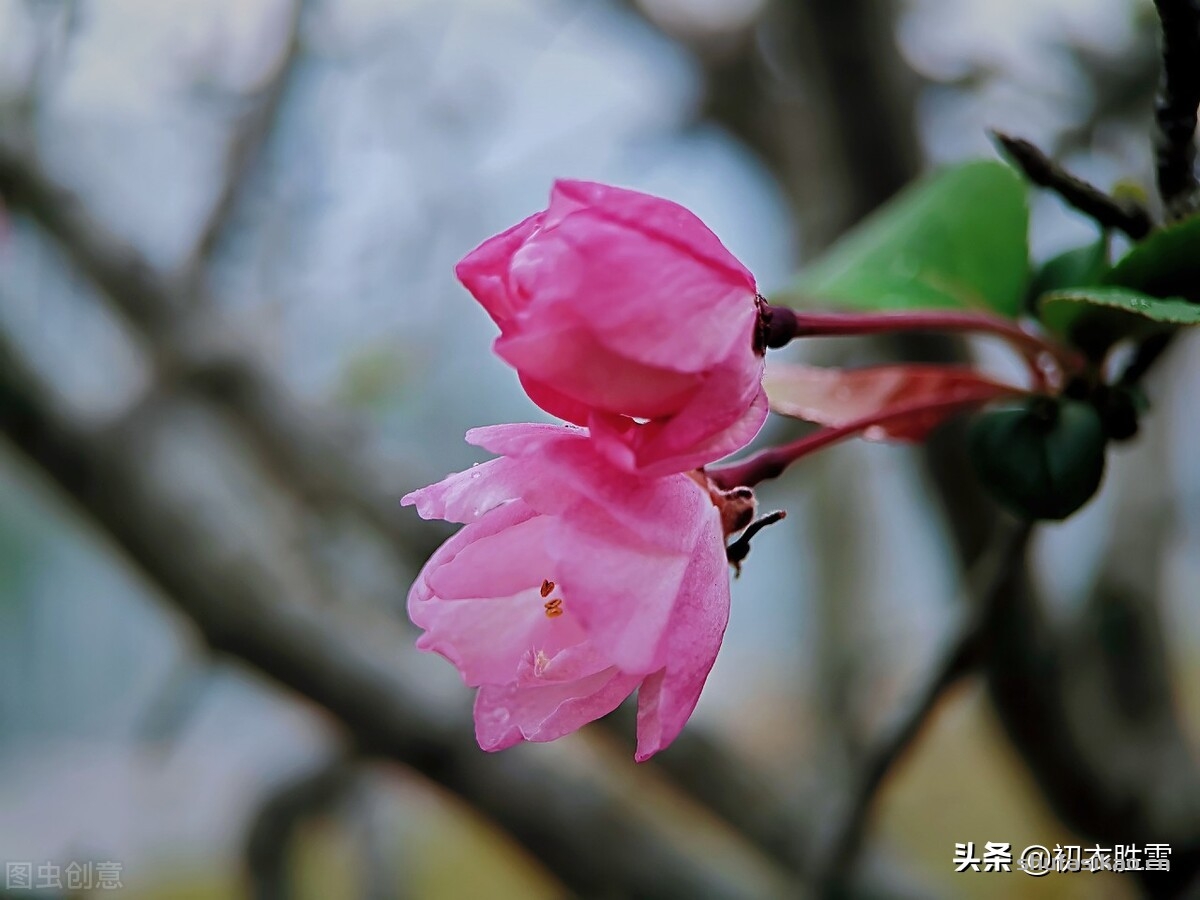 诗词解读：冬日海棠古诗六首：谁知寒雨里，也作小春花-爱读书