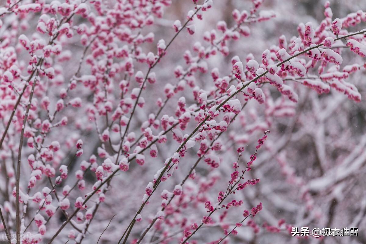 诗词解读:李商隐的《莫愁》,雪中梅下与谁期,莫愁还自有愁时-爱读书 诗词解读:李商隐的《莫愁》,雪中梅下与谁期,莫愁还自有愁时-爱读书