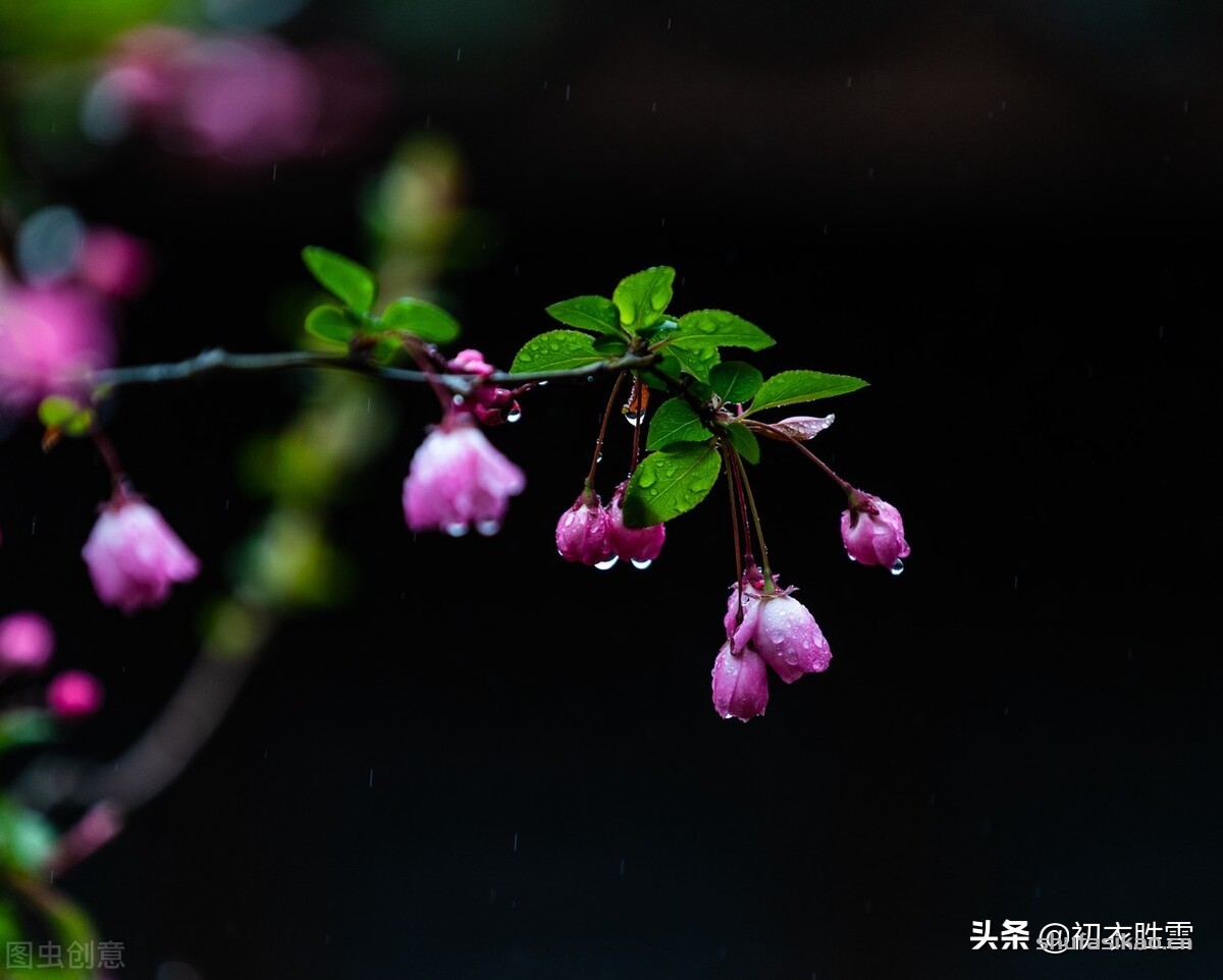 诗词解读：冬月花开七首，欣赏诗词里，那些在仲冬依然开放的花朵-爱读书
