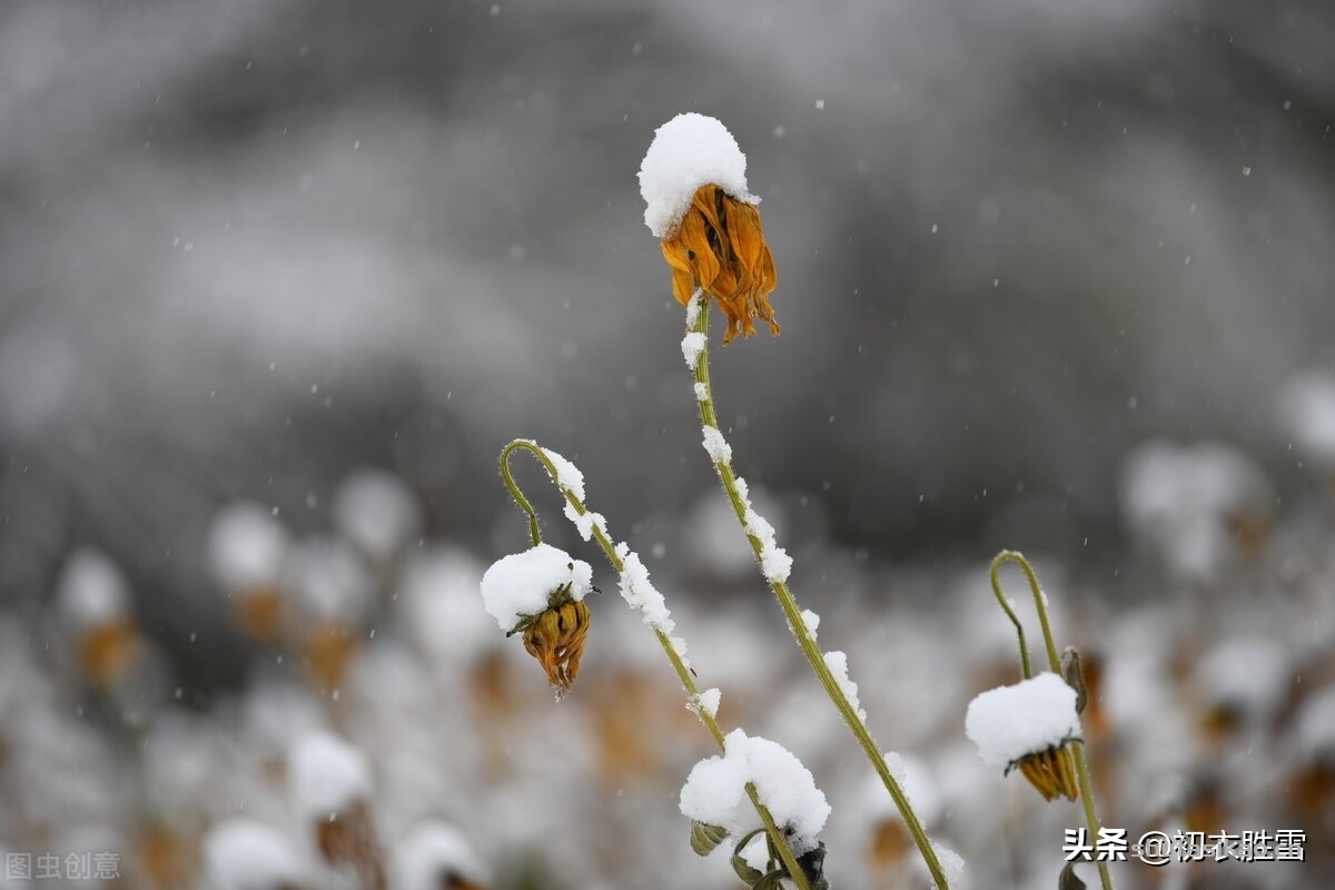 诗词解读:诗僧函可残菊四首:一枝残菊夕阳西-爱读书 诗词解读:诗僧函可残菊四首:一枝残菊夕阳西-爱读书