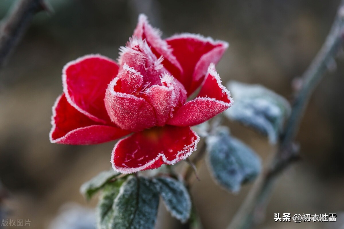 诗词解读:冬天月季诗词六首,丈席人来刚立雪,对花一似坐春风-爱读书 诗词解读:冬天月季诗词六首,丈席人来刚立雪,对花一似坐春风-爱读书