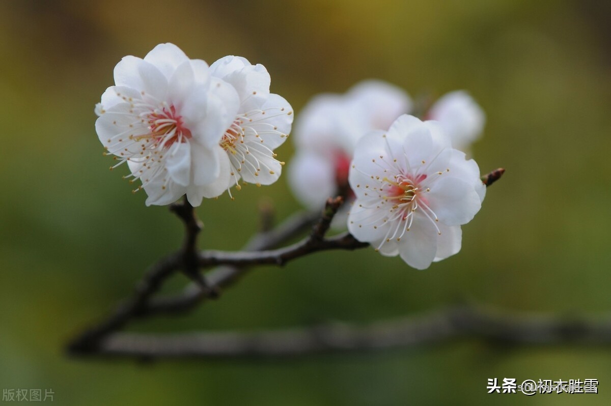 诗词解读:崔道融梅花三首,朔风如解意,容易莫摧残,是朔风不是逆风-爱读书 诗词解读:崔道融梅花三首,朔风如解意,容易莫摧残,是朔风不是逆风-爱读书